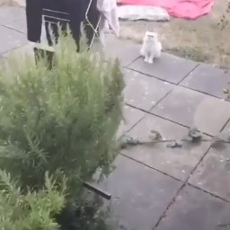 Weird Fuckin Cat scene still 1