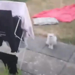 Weird Fuckin Cat scene still 2