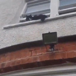 Weird Fuckin Cat scene still 3